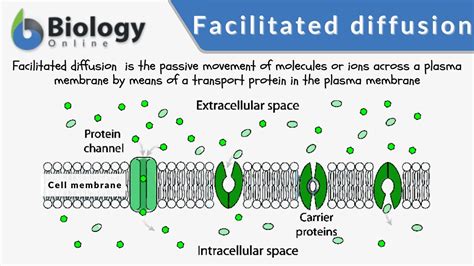 facilitated diffusion vs protein chanel|molecules that use facilitated diffusion.